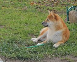 picture of dog