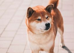picture of dog
