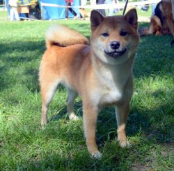 picture of dog