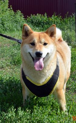 picture of dog