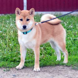 picture of dog