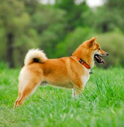 picture of dog