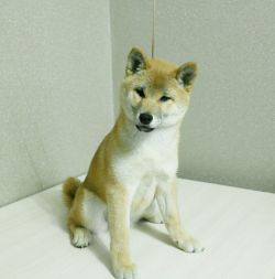picture of dog