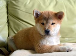 picture of dog