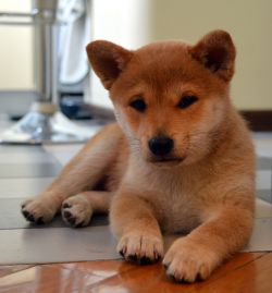 picture of dog