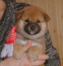 picture of dog