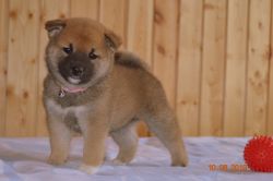 picture of dog