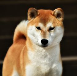 picture of dog