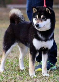 picture of dog