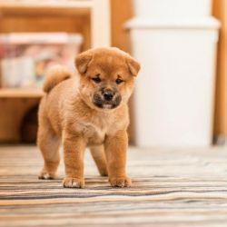 picture of dog