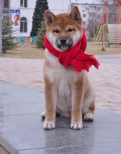picture of dog