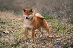 picture of dog