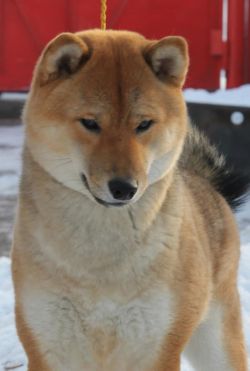 picture of dog