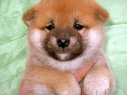 picture of dog