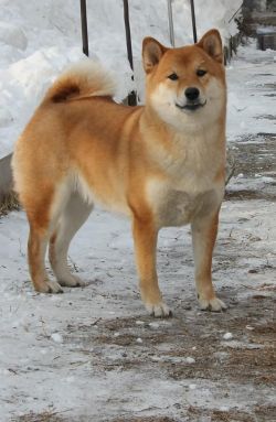 picture of dog
