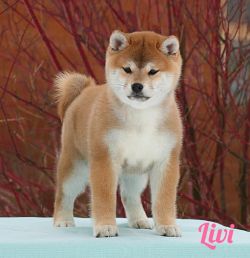 picture of dog