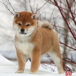 picture of dog