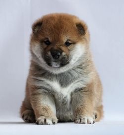 picture of dog