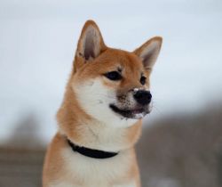 picture of dog