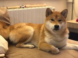 picture of dog