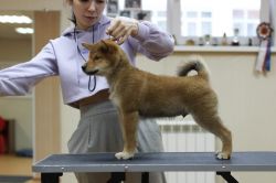 picture of dog