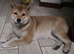 picture of dog