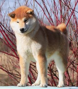 picture of dog