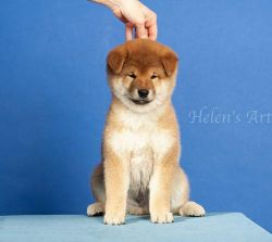 picture of dog