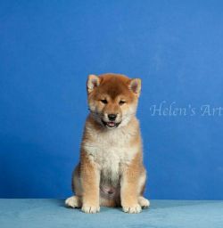 picture of dog