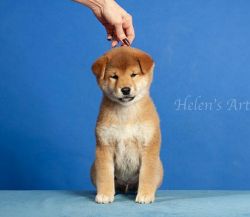 picture of dog