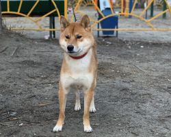 picture of dog