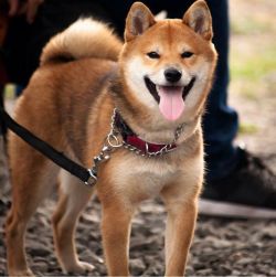 picture of dog