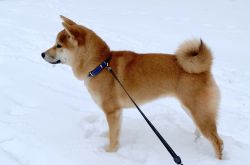 picture of dog