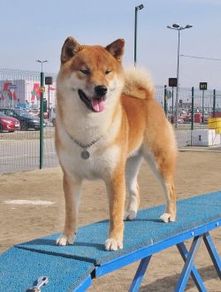 picture of dog