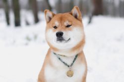 picture of dog