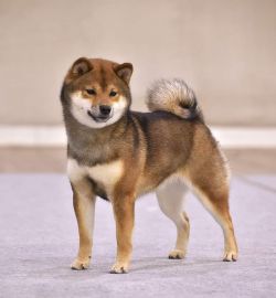 picture of dog