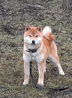 picture of dog