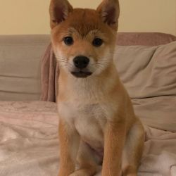 picture of dog