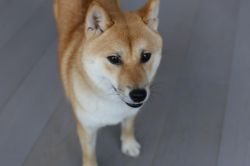 picture of dog