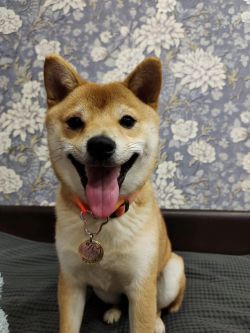 picture of dog