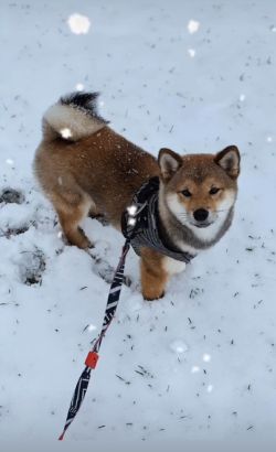 picture of dog