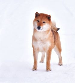 picture of dog