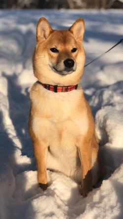 picture of dog