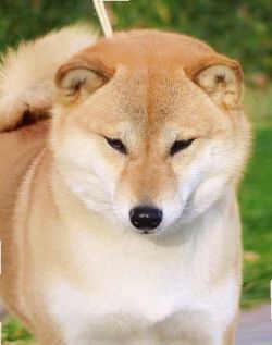 picture of dog