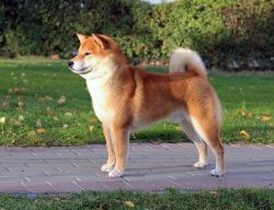 picture of dog