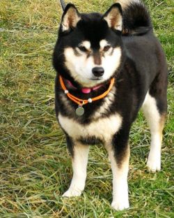 picture of dog