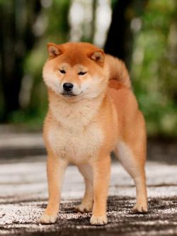 picture of dog