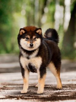 picture of dog