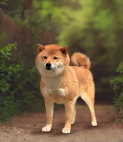 picture of dog