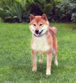 picture of dog
